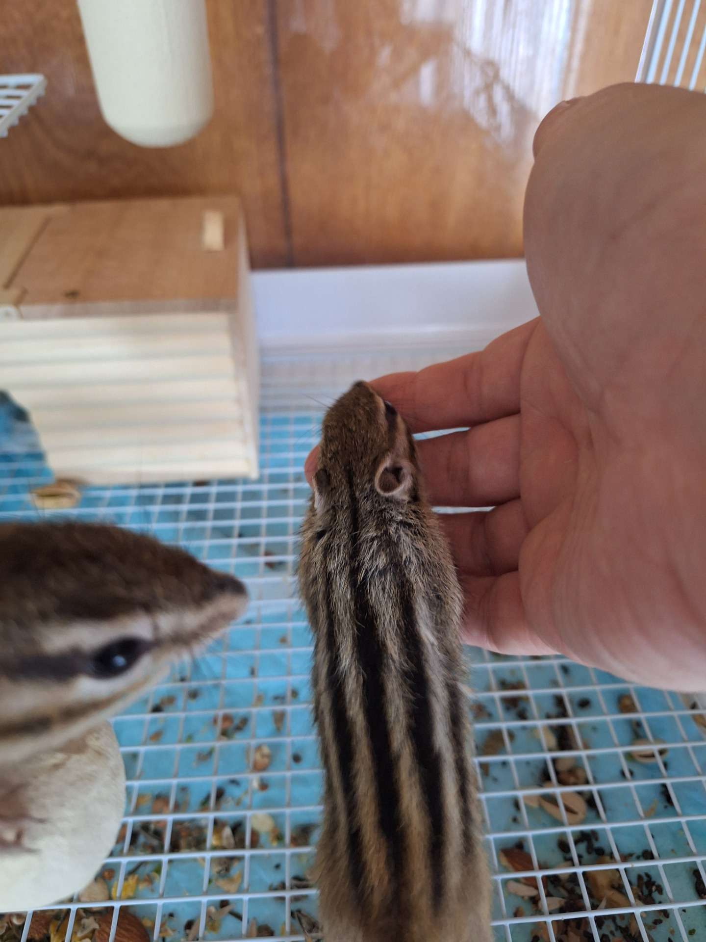 シマリスを慣れさせるには？