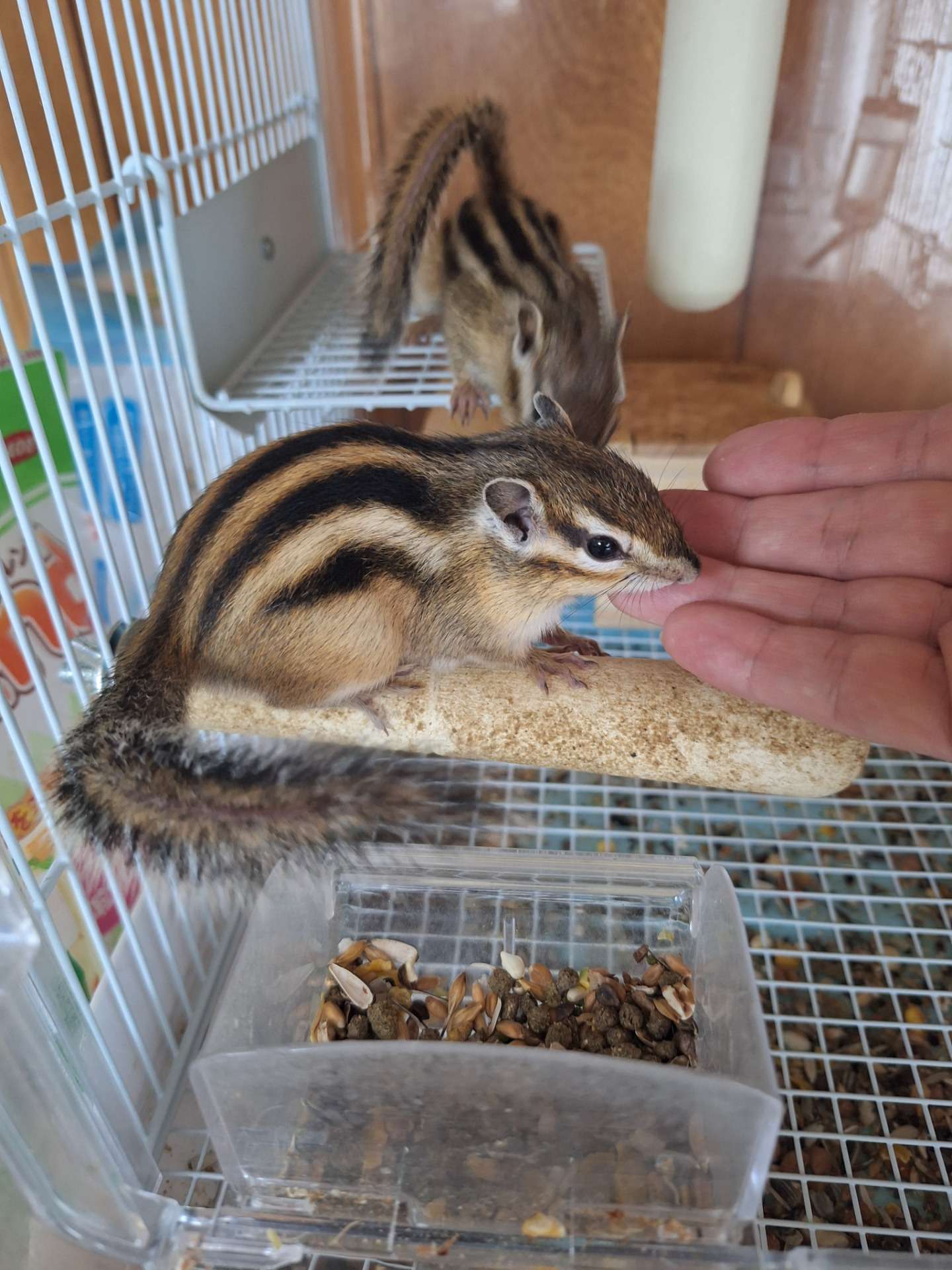 シマリスが慣れてきました