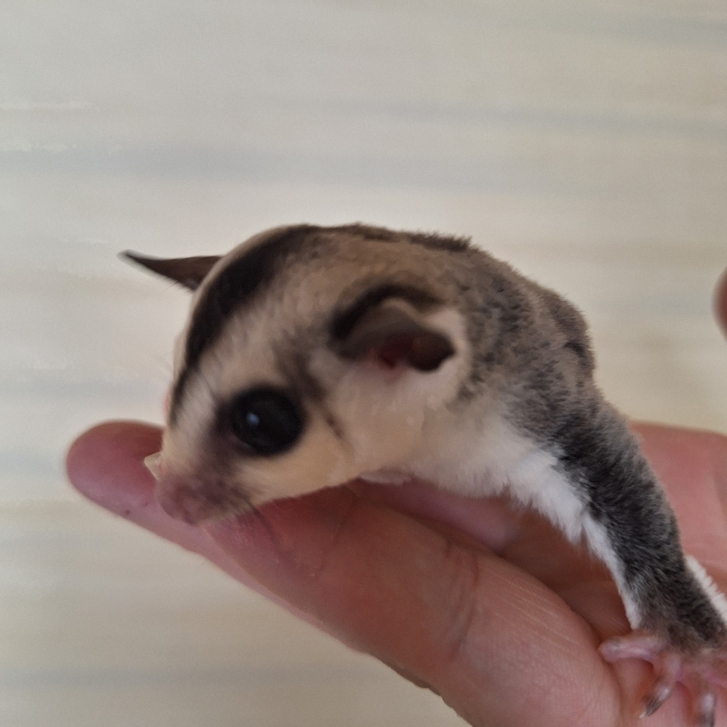 プラチナ