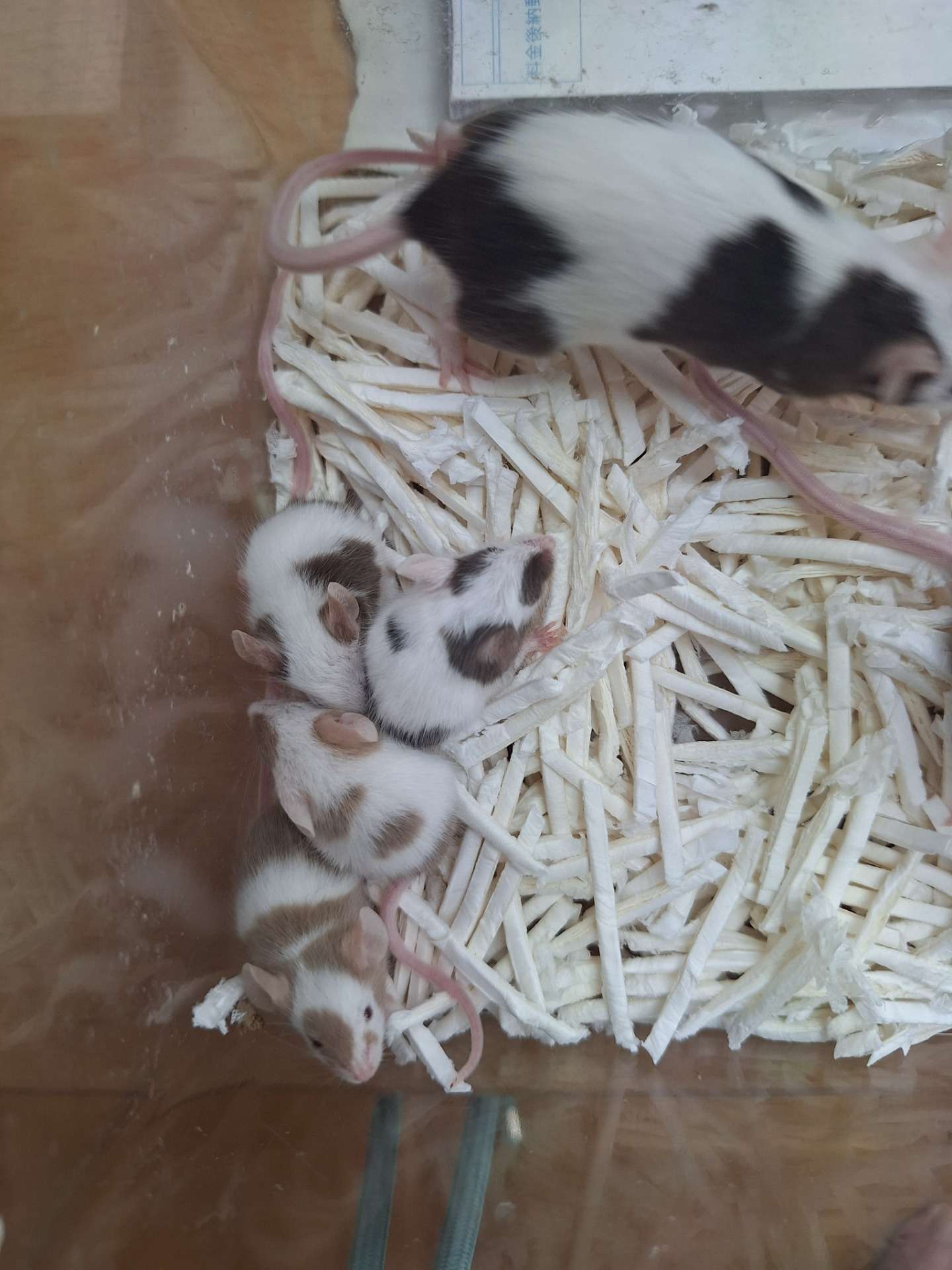 パンダマウスの赤ちゃん