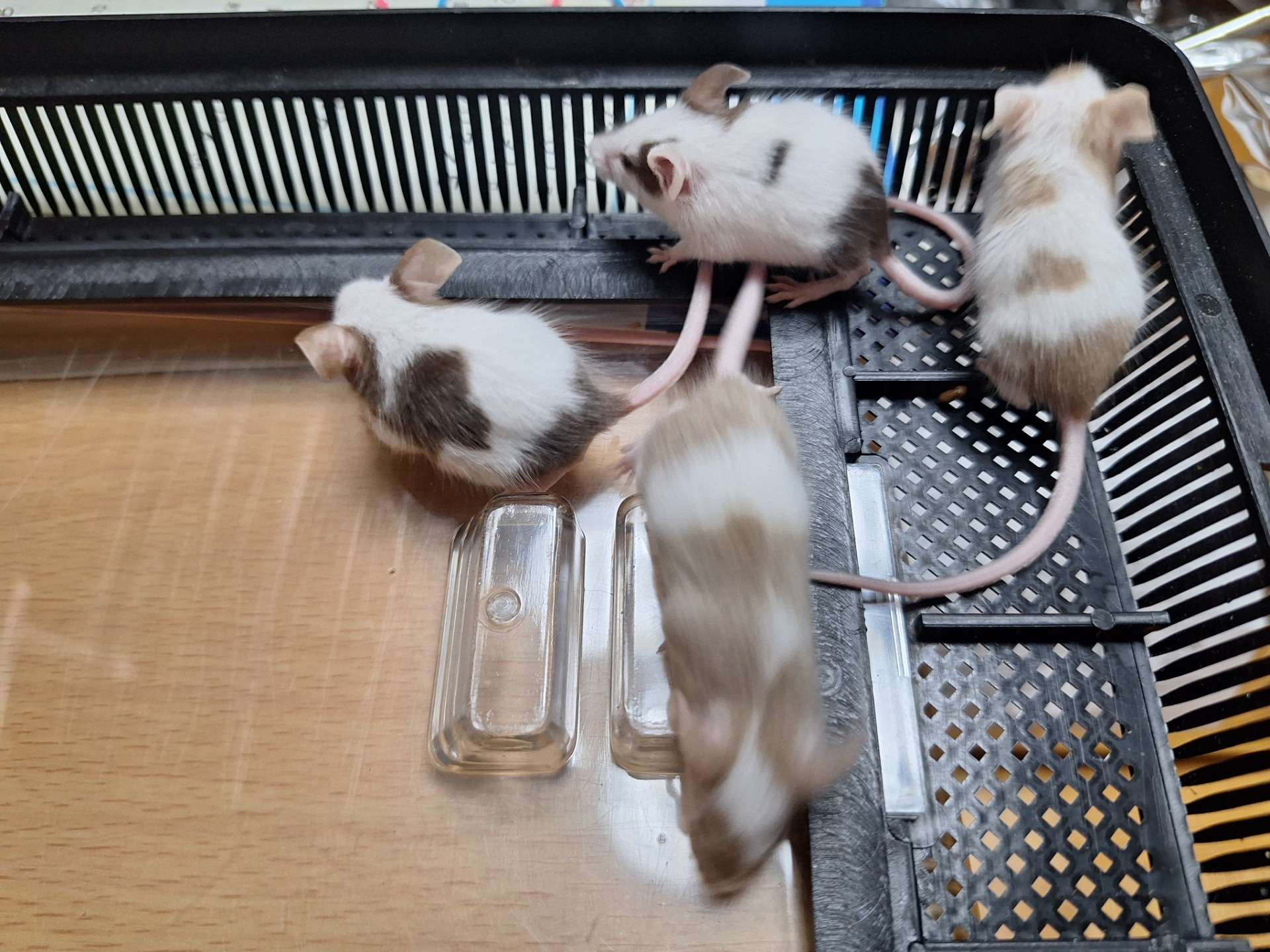 パンダマウスの子お迎え開始