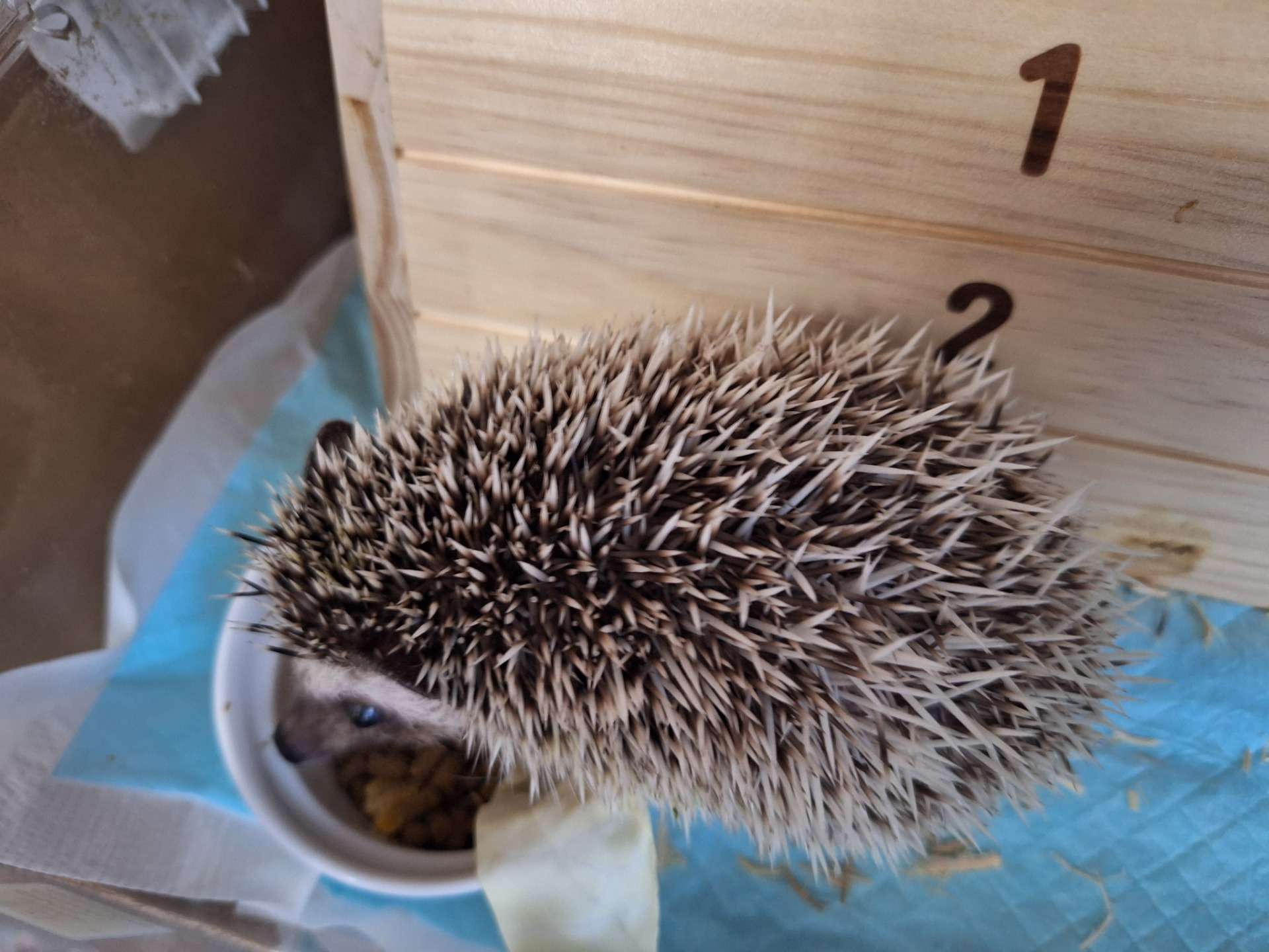 ハリネズミの男の子が一員に加わりました