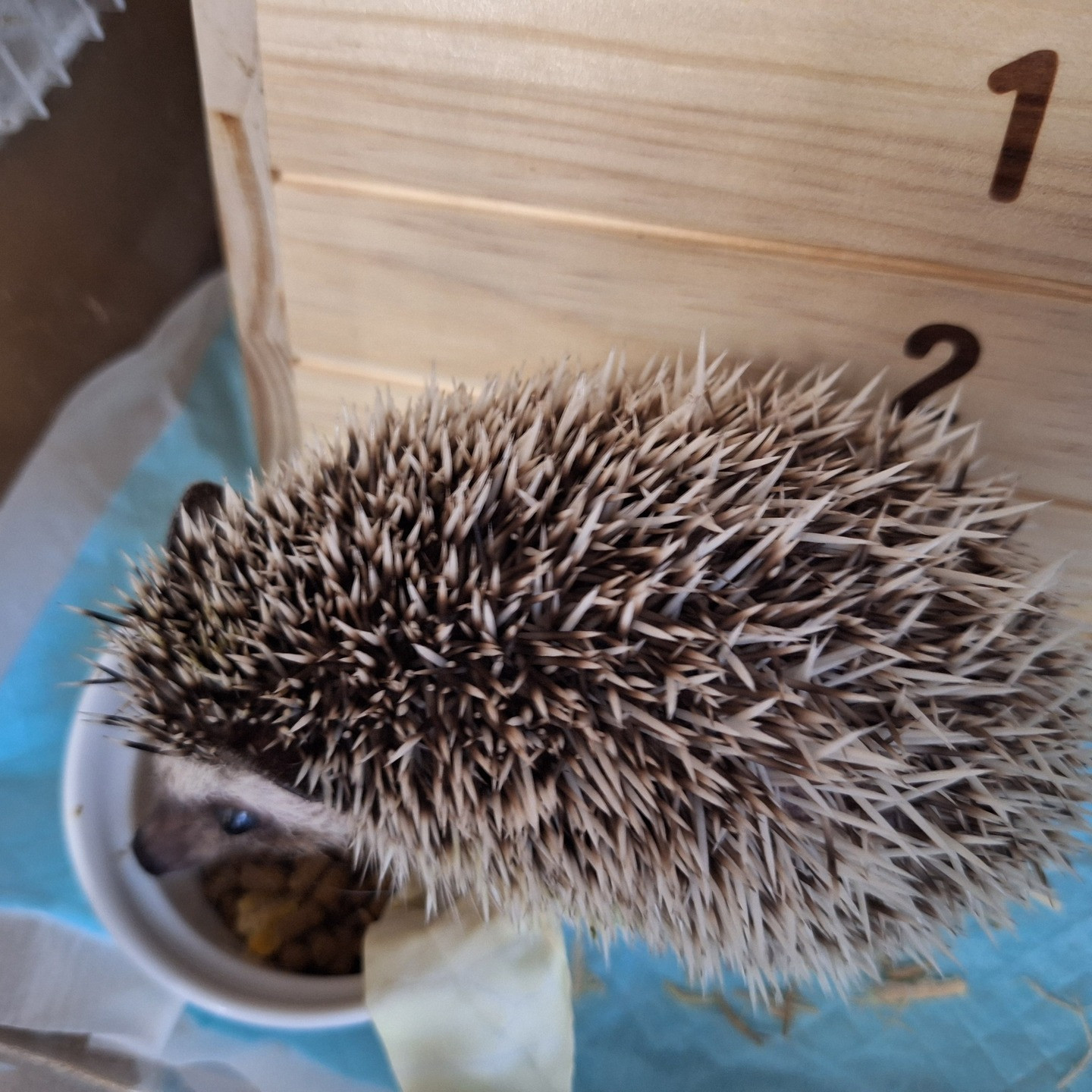 諸事情でハリネズミの男の子をお迎えすることとなりました！まだ...