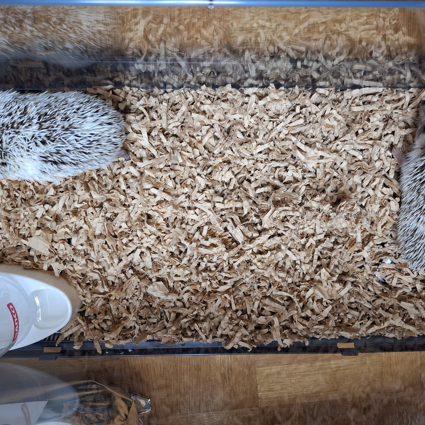 ハリネズミの食事を選ぶ際には、慎重に考えることが大切です。