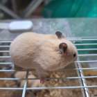 みんな違ってみんないい🐹
